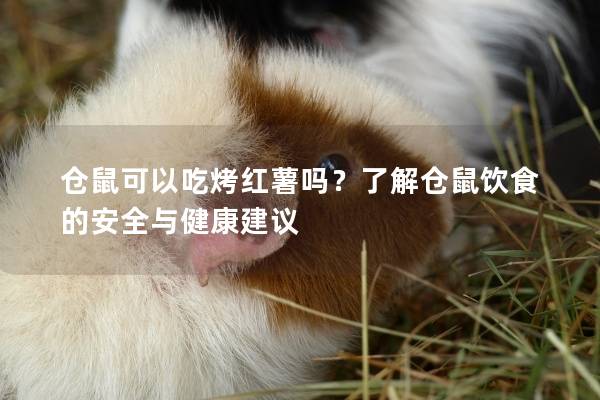 仓鼠可以吃烤红薯吗？了解仓鼠饮食的安全与健康建议