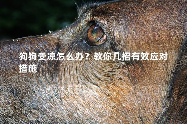狗狗受凉怎么办？教你几招有效应对措施