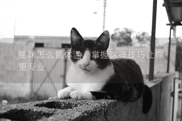猫咪怎么量体温，掌握这些技巧让你更专业