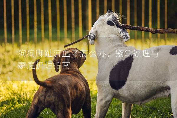 狗狗脚趾流血了怎么办，紧急处理与家庭护理指南