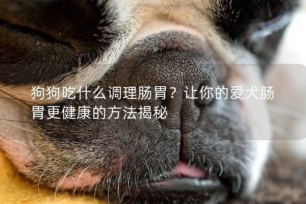 狗狗吃什么调理肠胃？让你的爱犬肠胃更健康的方法揭秘