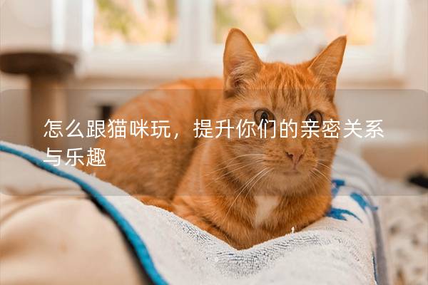 怎么跟猫咪玩，提升你们的亲密关系与乐趣
