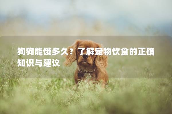 狗狗能饿多久？了解宠物饮食的正确知识与建议