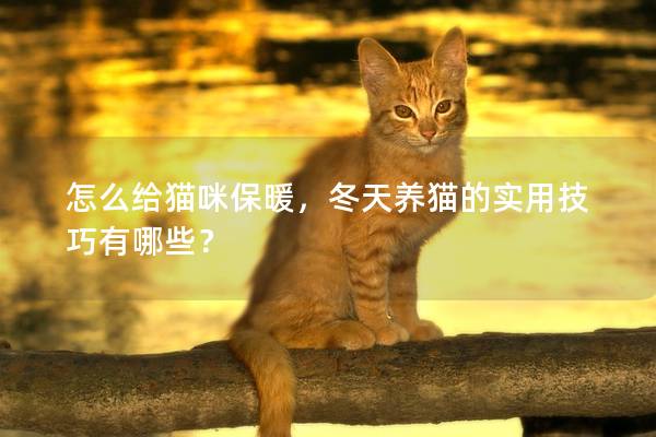 怎么给猫咪保暖,冬天养猫的实用技巧有哪些? 怎么给猫咪保暖,冬天养猫的实用技巧有哪些?