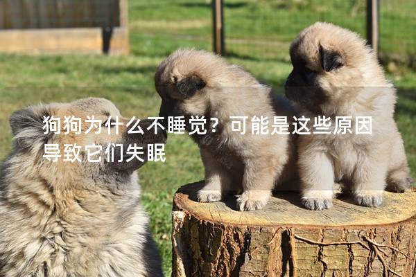 狗狗为什么不睡觉？可能是这些原因导致它们失眠