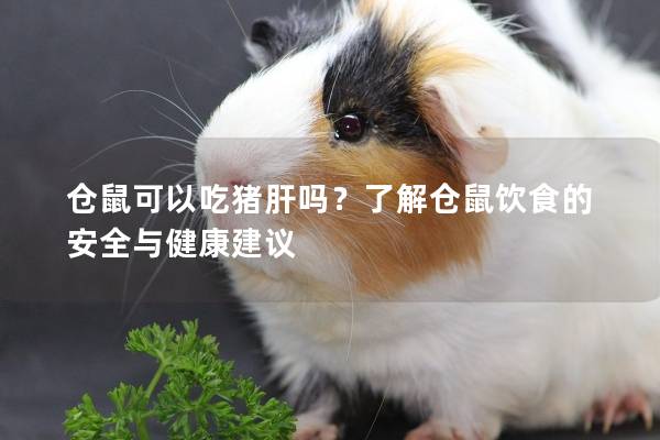仓鼠可以吃猪肝吗？了解仓鼠饮食的安全与健康建议
