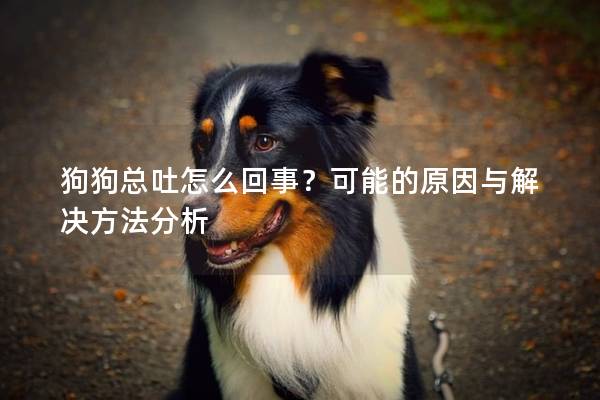 狗狗总吐怎么回事?可能的原因与解决方法分析 狗狗总吐怎么回事?可能的原因与解决方法分析