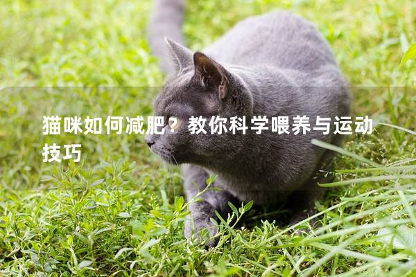 猫咪如何减肥？教你科学喂养与运动技巧