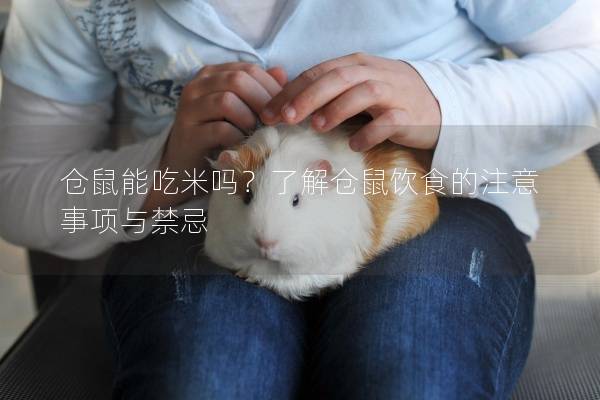 仓鼠能吃米吗？了解仓鼠饮食的注意事项与禁忌