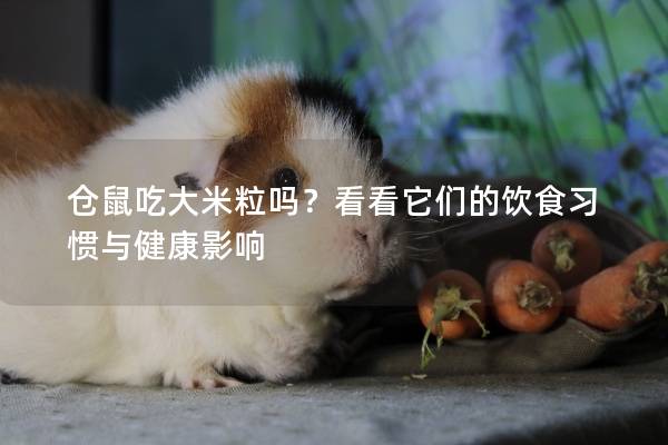 仓鼠吃大米粒吗？看看它们的饮食习惯与健康影响
