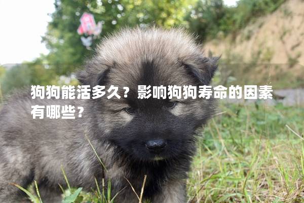 狗狗能活多久？影响狗狗寿命的因素有哪些？
