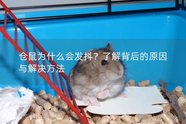 仓鼠为什么会发抖？了解背后的原因与解决方法