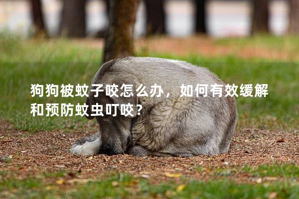 狗狗被蚊子咬怎么办，如何有效缓解和预防蚊虫叮咬？
