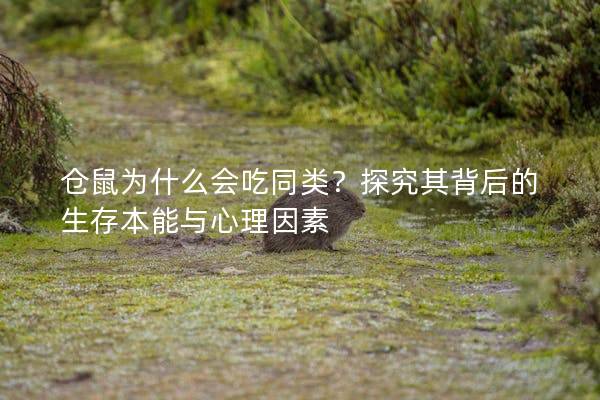 仓鼠为什么会吃同类？探究其背后的生存本能与心理因素