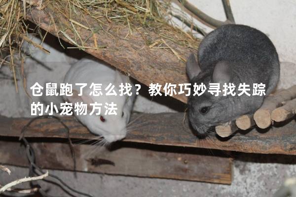 仓鼠跑了怎么找？教你巧妙寻找失踪的小宠物方法