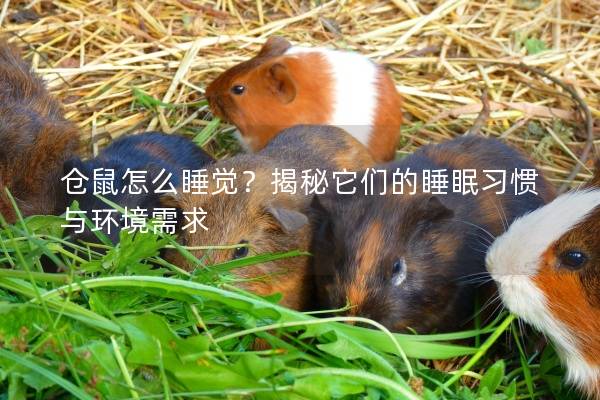 仓鼠怎么睡觉？揭秘它们的睡眠习惯与环境需求