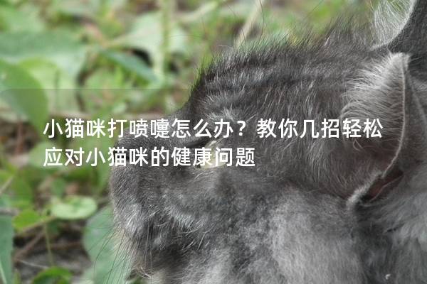 小猫咪打喷嚏怎么办？教你几招轻松应对小猫咪的健康问题