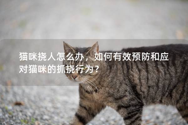 猫咪挠人怎么办，如何有效预防和应对猫咪的抓挠行为？