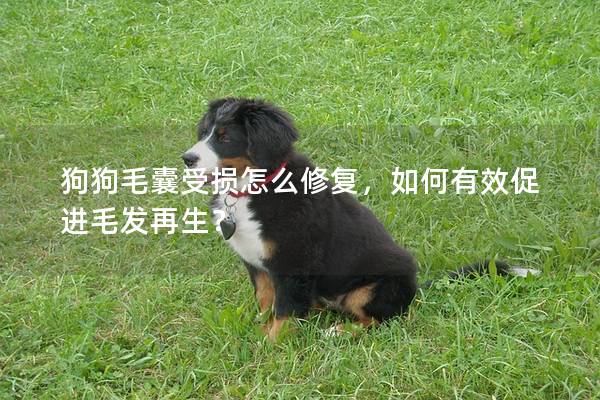 狗狗毛囊受损怎么修复，如何有效促进毛发再生？