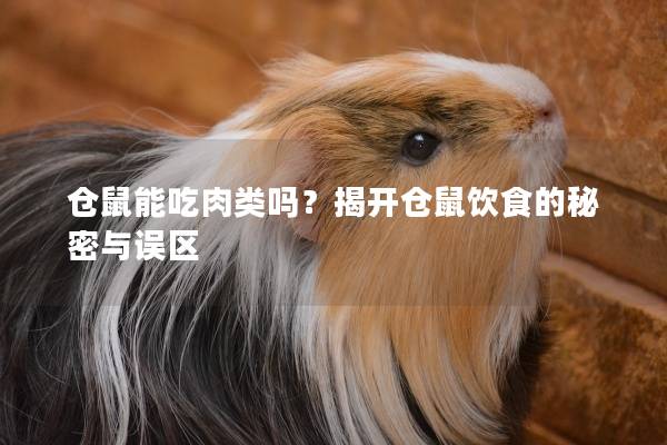 仓鼠能吃肉类吗？揭开仓鼠饮食的秘密与误区