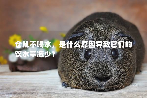 仓鼠不喝水，是什么原因导致它们的饮水量减少？