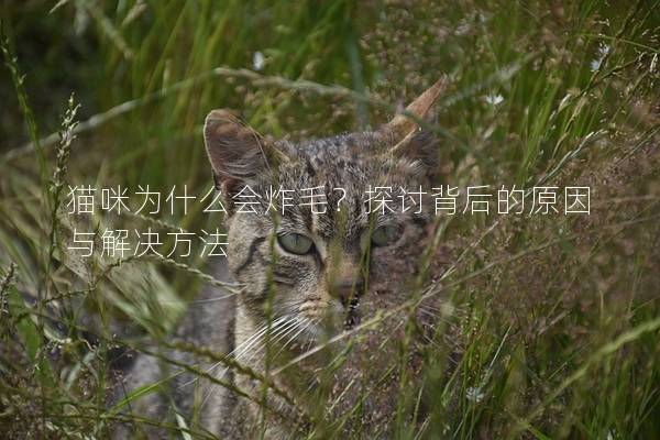 猫咪为什么会炸毛？探讨背后的原因与解决方法