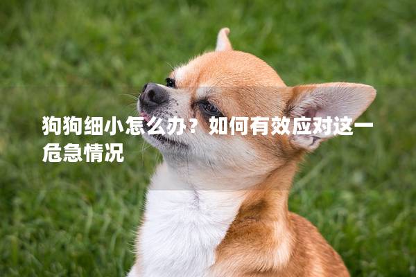 狗狗细小怎么办？如何有效应对这一危急情况