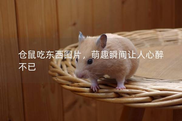 仓鼠吃东西图片，萌趣瞬间让人心醉不已