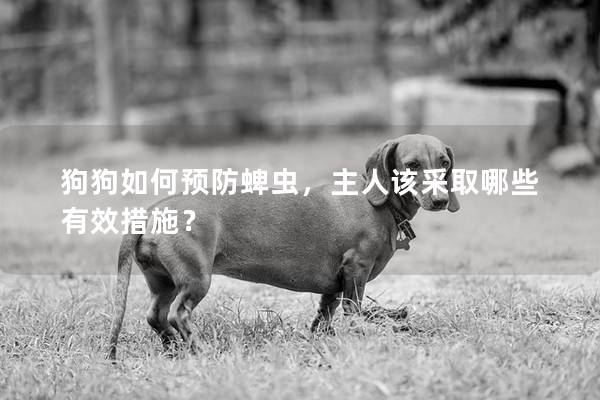 狗狗如何预防蜱虫，主人该采取哪些有效措施？
