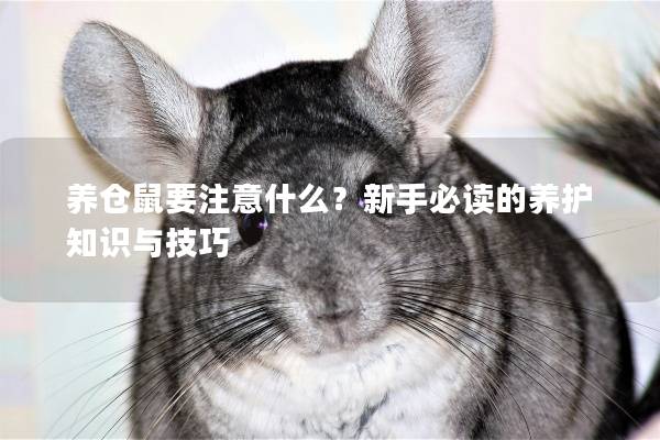 养仓鼠要注意什么？新手必读的养护知识与技巧