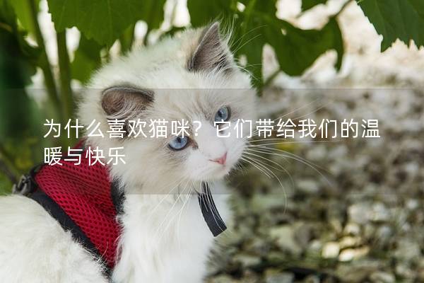 为什么喜欢猫咪?它们带给我们的温暖与快乐 为什么喜欢猫咪?它们带给我们的温暖与快乐