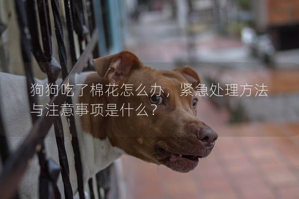 狗狗吃了棉花怎么办，紧急处理方法与注意事项是什么？