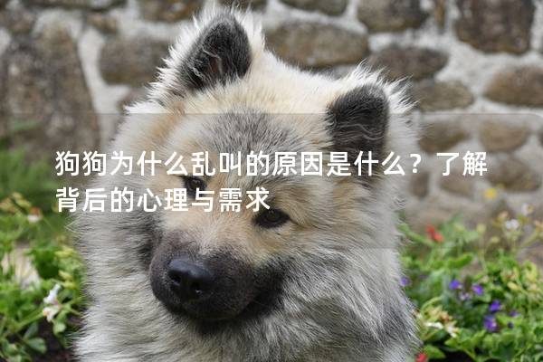 狗狗为什么乱叫的原因是什么？了解背后的心理与需求