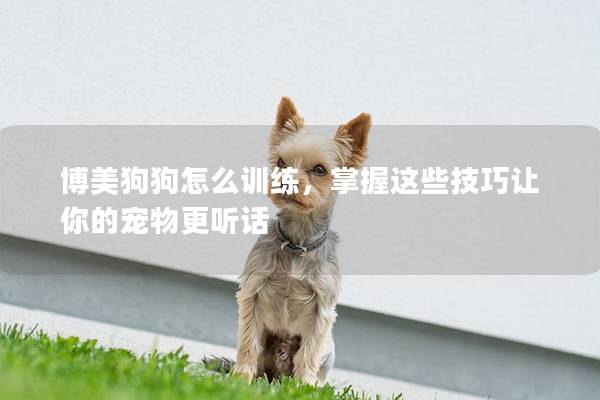 博美狗狗怎么训练,掌握这些技巧让你的宠物更听话 博美狗狗怎么训练,掌握这些技巧让你的宠物更听话