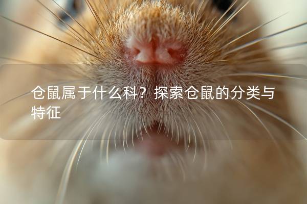仓鼠属于什么科？探索仓鼠的分类与特征