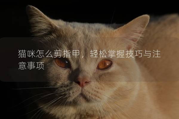 猫咪怎么剪指甲，轻松掌握技巧与注意事项