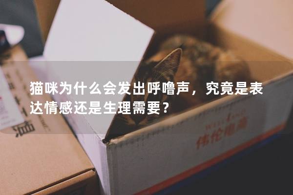 猫咪为什么会发出呼噜声，究竟是表达情感还是生理需要？