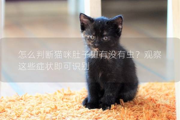 怎么判断猫咪肚子里有没有虫？观察这些症状即可识别
