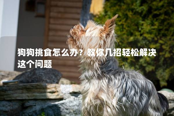 狗狗挑食怎么办？教你几招轻松解决这个问题