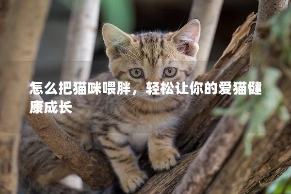 怎么把猫咪喂胖，轻松让你的爱猫健康成长