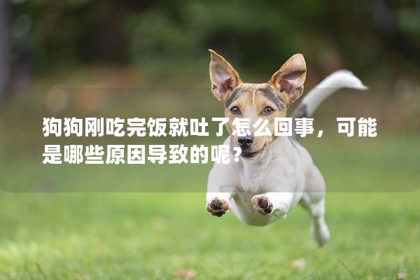 狗狗刚吃完饭就吐了怎么回事，可能是哪些原因导致的呢？