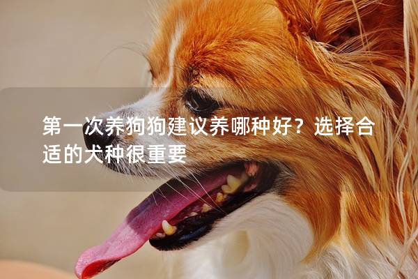 第一次养狗狗建议养哪种好?选择合适的犬种很重要 第一次养狗狗建议养哪种好?选择合适的犬种很重要