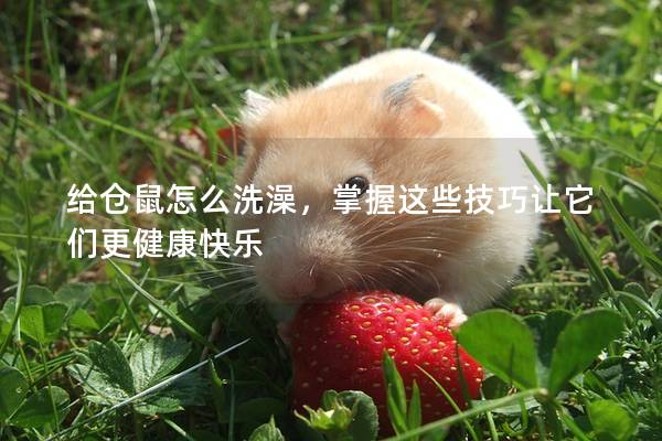 给仓鼠怎么洗澡，掌握这些技巧让它们更健康快乐