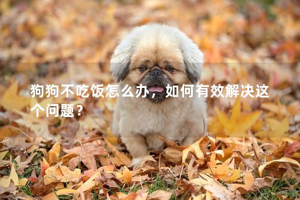 狗狗不吃饭怎么办，如何有效解决这个问题？