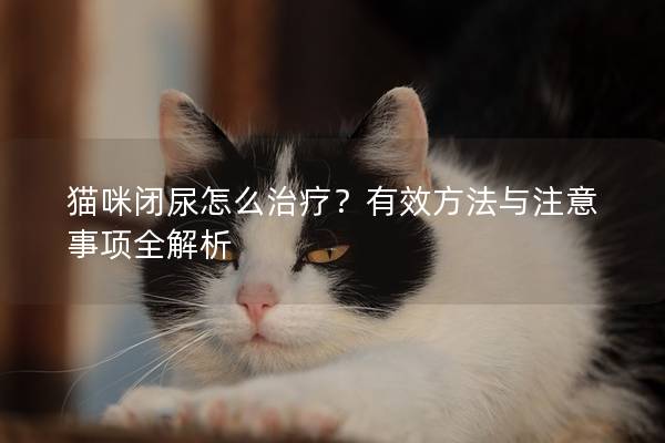 猫咪闭尿怎么治疗？有效方法与注意事项全解析