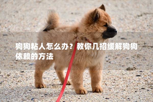 狗狗粘人怎么办？教你几招缓解狗狗依赖的方法