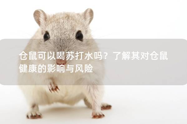 仓鼠可以喝苏打水吗？了解其对仓鼠健康的影响与风险