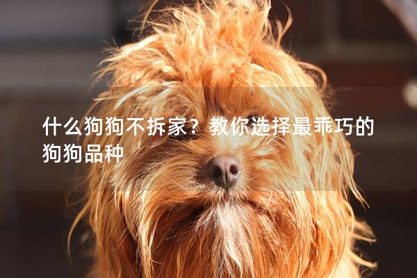 什么狗狗不拆家?教你选择最乖巧的狗狗品种 什么狗狗不拆家?教你选择最乖巧的狗狗品种