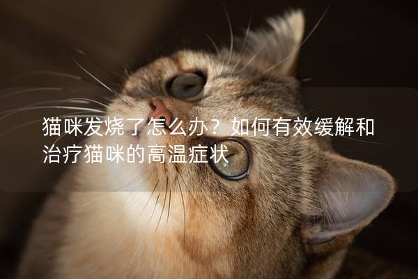 猫咪发烧了怎么办？如何有效缓解和治疗猫咪的高温症状