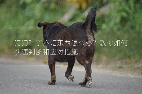 狗狗吐了不吃东西怎么办？教你如何快速判断和应对措施